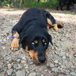 Un Rottsky allongé sur une surface rocailleuse et portant un collier autour du cou