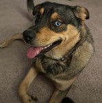 Un Rottsky allongé sur une moquette et tirant la langue 