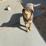 Un Rottsky sur une surface bétonnée