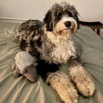 Un Bridoodle au pelage tricolore, allongé sur un lit et regardant vers la caméra