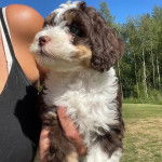 Un Bridoodle au pelage tricolore, tenu dans le bras d'une femme 