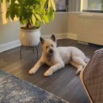 Un Bridoodle allongé sur un plancher et regardant vers la caméra