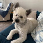 Un Bridoodle au pelage bicolore, allongé sur un canapé et regardant vers la caméra