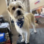 Un Bridoodle au pelage bicolore, debout sur ses quatre pattes sur une table et portant un foulard au cou