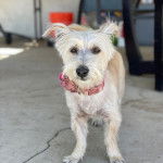 Un Bridoodle au pelage tricolore, portant un collier autour du cou et regardant vers la caméra