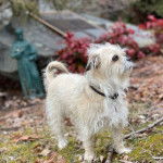Un Bridoodle au pelage bicolore, debout sur ses quatre pattes sur un terrain herbeux et portant un collier au cou
