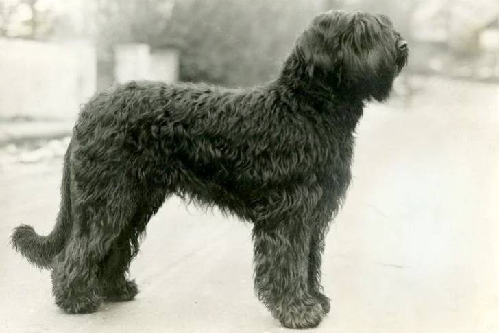 Profil d'un Bridoodle sur un terrain enneigée