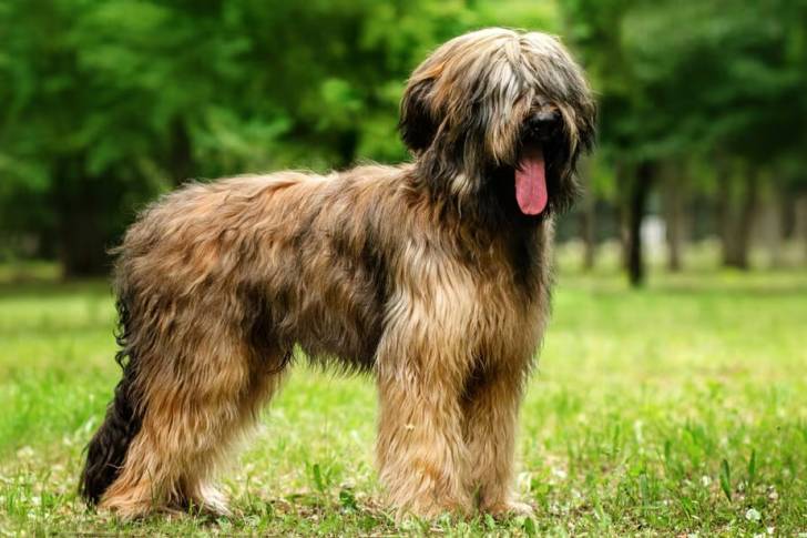 Un Bridoodle sur une surface herbacée et tirant la langue 