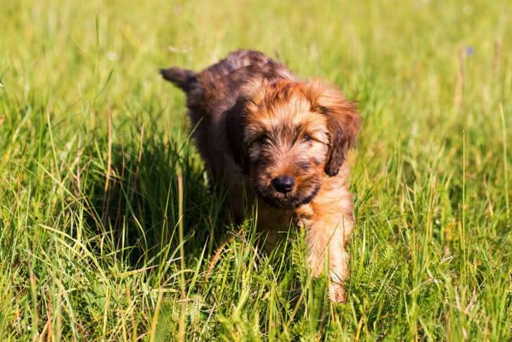 Un Bridoodle marchant sur un terrain herbeux et regardant vers la caméra