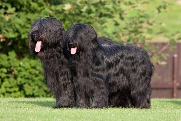 Deux Bridoodle sur un terrain gazonné et tirant la langue