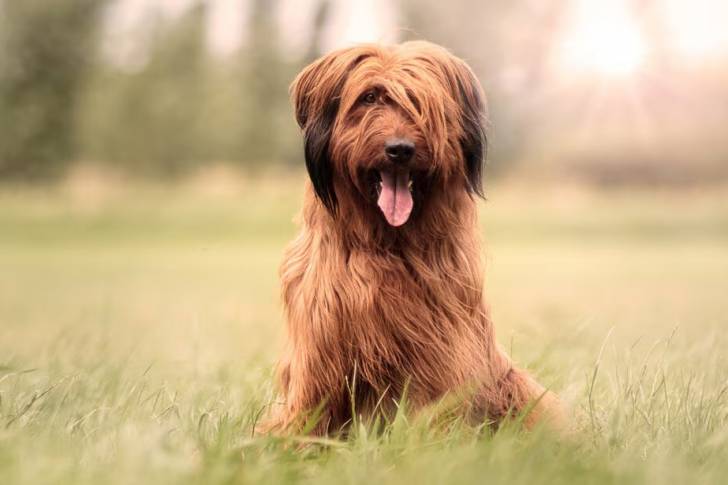 Un Bridoodle assis sur un terrrain herbeux et ayant la langue pendante