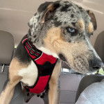 Un Catahoula Heeler dans une voiture et portant un harnais 