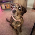 Un Catahoula Heeler assis sur une moquette et portant un collier autour du cou