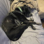 Un Catahoula Heeler allongé sur un canapé et portant un harnais 