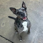 Un Catahoula Heeler assis sur une surface bétonnée 