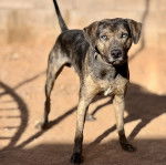 Un Catahoula Heeler sur une surface sableuse et portant un collier autour du cou