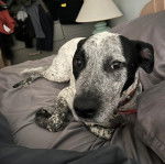 Un Catahoula Heeler allongé et portant un collier autour du cou