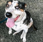 Un Catahoula Heeler assis sur un terrain herbeux et tirant la langue 