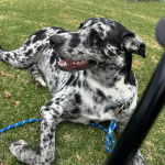 Un Catahoula Heeler allongé sur une surface gazonnée et qui est tenu en laisse 