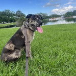 Un Catahoula Heeler ayant la langue pendante et qui est tenu en laisse 