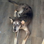 Un Catahoula Heeler allongé sur un plancher 