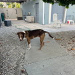 Un Catahoula Heeler sur une surface bétonnée et portant un collier autour du cou 