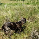 Un Catahoula Heeler sur un terrain herbeux et portant un collier autour du cou