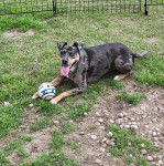 Un Catahoula Heeler allongé sur une surface herbacée et ayant la langue pendante 