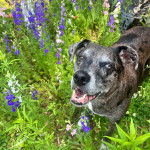 Un Catahoula Heeler sur un terrain herbeux