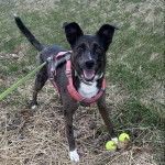 Un Catahoula Heeler sur un terrain herbeux et qui est tenu en laisse 