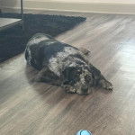 Un Catahoula Heeler allongé sur un plancher et semblant détendu 