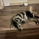 Un Catahoula Heeler allongé sur un plancher 