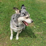 Un Catahoula Heeler assis sur une surface herbacée et portant un collier autour du cou