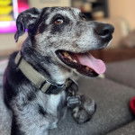 Un Catahoula Heeler allongé et portant un collier autour du cou