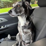 Un Catahoula Heeler assis sur le siège d'une voiture et semblant détendu 