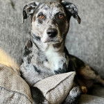 Un Catahoula Heeler allongé sur un canapé et semblant détendu 