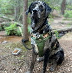 Un Catahoula Heeler assis et qui est tenu en laisse 