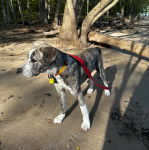Un Catahoula Heeler sur une surface bétonnée et qui est tenu en laisse