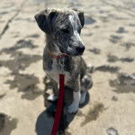 Un Catahoula Heeler assis sur une surface bétonnée et qui est tenu en laisse 