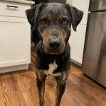 Un Catahoula Heeler sur un plancher 