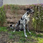 Un Catahoula Heeler assis sur un terrain herbeux et semblant détendu 