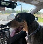 Un Catahoula Heeler ayant la langue pendante et portant un collier autour du cou