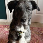 Un Catahoula Heeler assis sur un tapis et portant un collier autour du cou