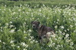 Un Catahoula Heeler sur un terrain herbeux et portant un collier autour du cou