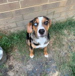 Un Catahoula Heeler assis sur un terrain herbeux 