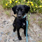 Un Catahoula Heeler assis et qui est tenu en laisse 