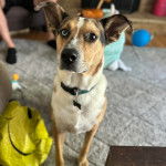 Un Catahoula Heeler sur un tapis et portant un collier autour du cou