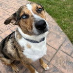 Un Catahoula Heeler assis sur un sol pavé et portant un collier autour du cou