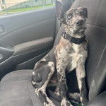 Un Catahoula Heeler assis sur le siège d'une voiture et portant un collier autour du cou