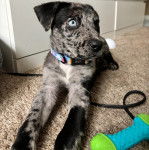 Un Catahoula Heeler allongé sur une moquette et portant un collier autour du cou